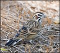 _1SB6992 lark sparrow